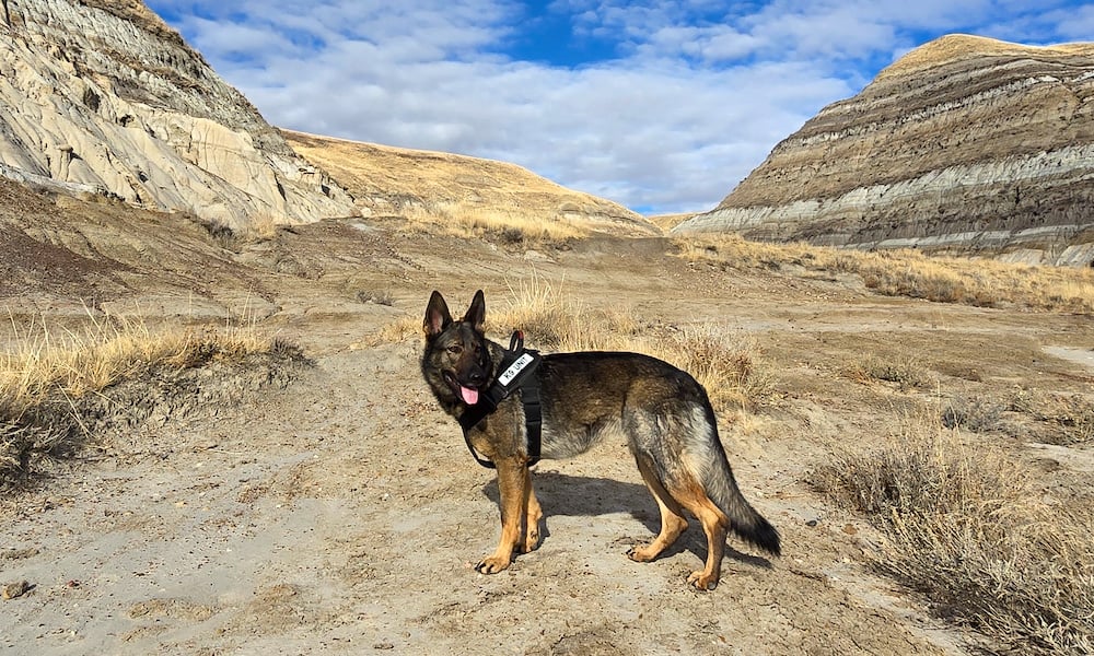 k9-cacciatori-di-fughe-paesaggio-v2