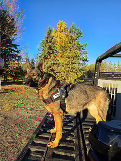 k9-cacciatori-di-fughe